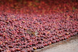 Washed Limmu Gera Grade 2