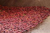 Washed Limmu Gera Grade 2