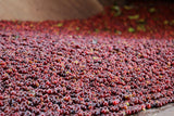 Washed Limmu Gera Grade 2